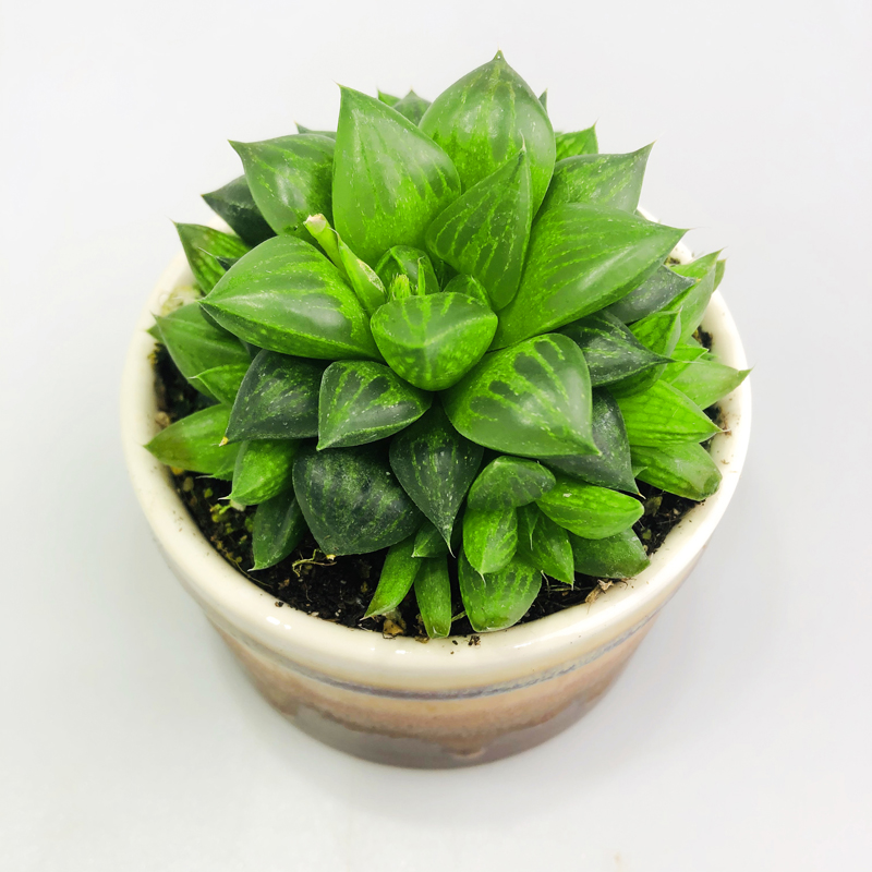 植物桌面玉露寿壹分皿多肉