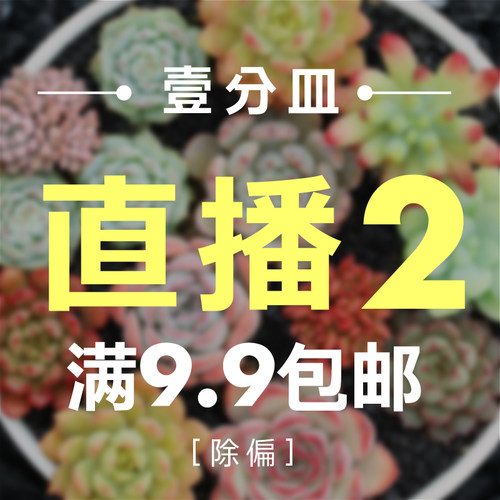 直播多肉植物壹分皿9.9包邮