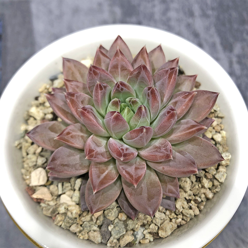 壹分皿阳庭院蓝黛莲绿植