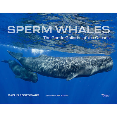 【预售】英文原版 Sperm Whales 抹香鲸 Rizzoli Gaelin Rosenwaks 通过摄影和电影讲述抹香鲸家庭故事的旅程自然科普书籍