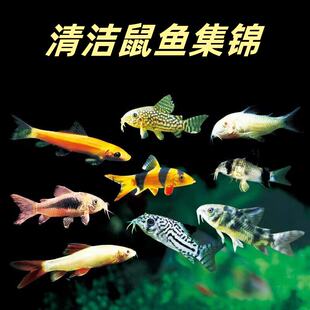 清道夫活体热带工具鱼除藻清洁小精灵白鼠飞狐垃圾鱼鼠鱼观赏鱼
