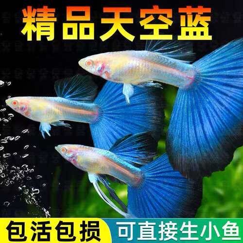 临产孕母孔雀鱼天空观赏鱼鱼苗纯种好养淡水热带耐活凤尾热带鱼