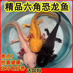 淡水冷水鱼六角恐龙鱼蝾螈观赏鱼金鱼宠物鱼苗锦鲤鱼水族宠物鱼