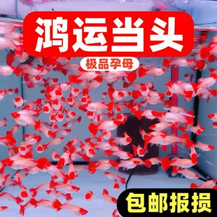红头纯种鸿运当头孔雀鱼纯种好养耐活可繁殖的热带小型活体鱼观赏