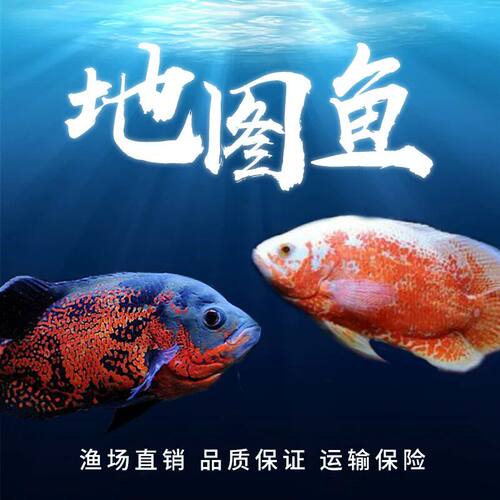 中大型热带地图鱼白地图黑地图淡水鱼活体猪仔鱼活体中下层鱼地图