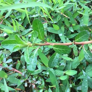 潮汕现采新鲜过塘蛇 中草药过江藤鱼鳔草水盖菜假蕹菜 过江龙包邮