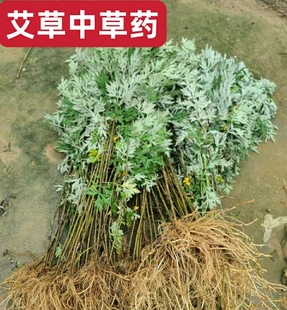 艾叶艾草整棵带根食用泡脚月子洗头野菜正艾药用小叶老艾中草药