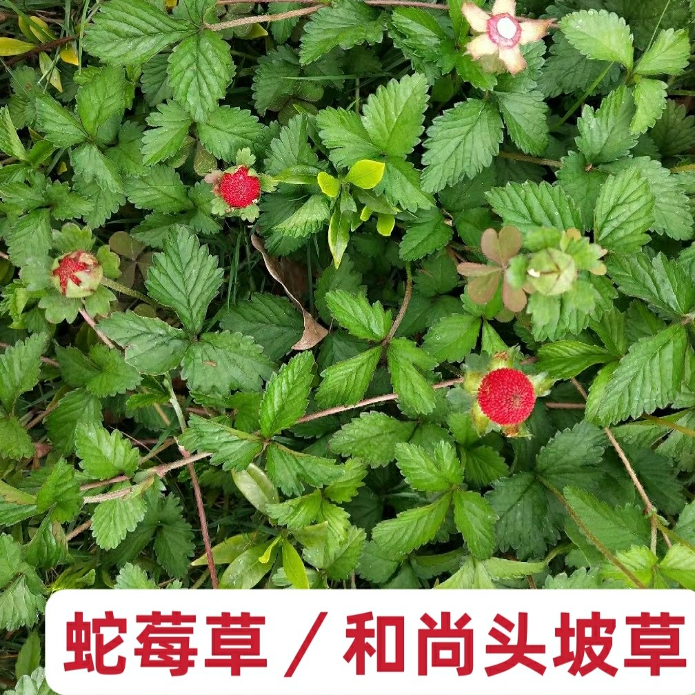 蛇莓中药材蛇莓草蛇泡草地莓干货三叶莓龙吐珠新货野草莓干货包邮