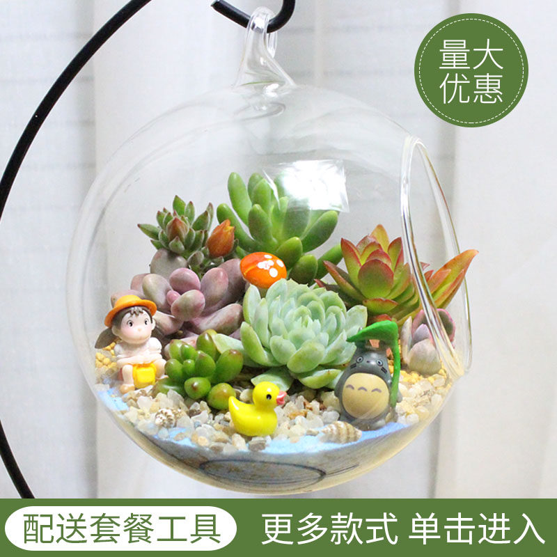 微景观  多肉组合  创意盆栽  DIY小植物   玻璃瓶肉肉 生日礼物