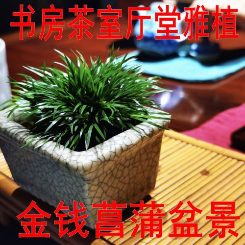 菖蒲庭院花园好看漂亮