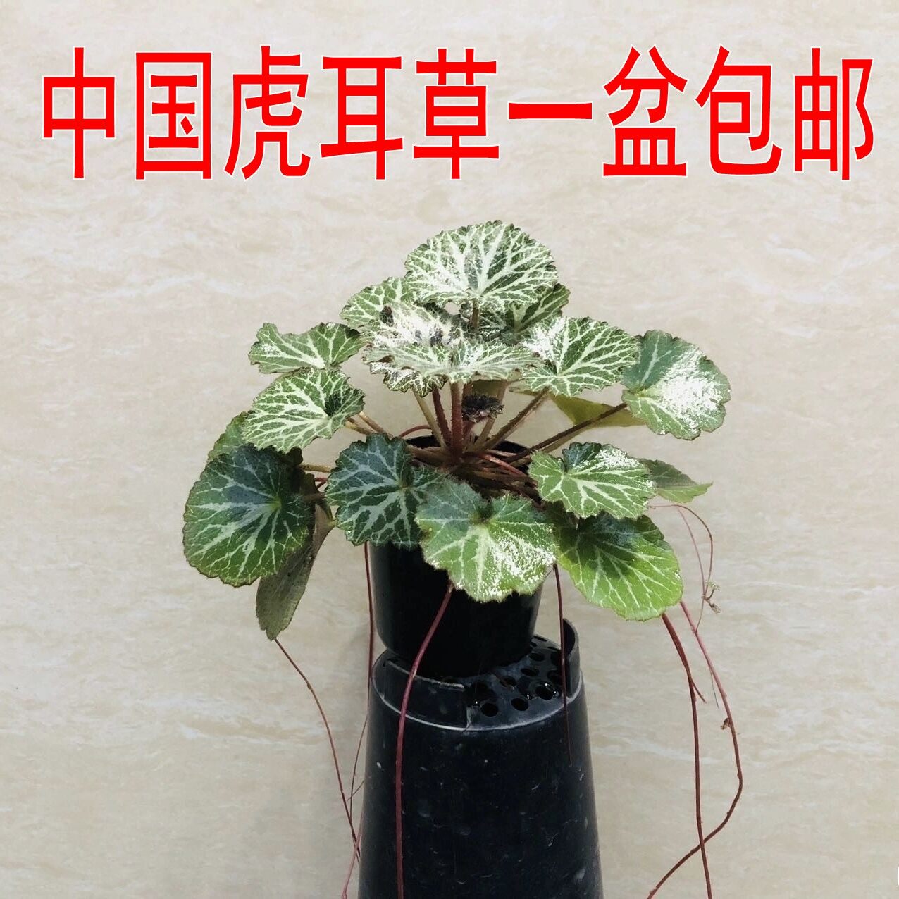 中国虎耳草一盆包邮假山草绿植配草苔藓微景观素材植物水陆缸盆景