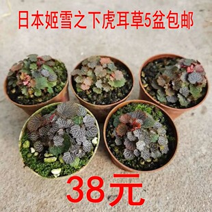 5盆姬虎耳草包邮日本姬雪之下迷你山野草盆景苔藓微景观绿植素材