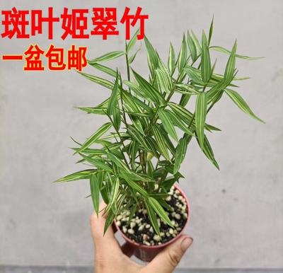 斑叶一盆包邮雅室清供茶室姬翠竹