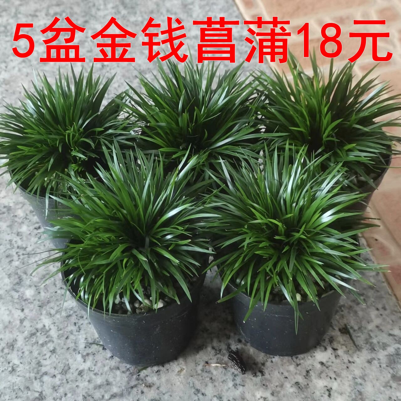 5盆金钱菖蒲18元山野草假山草山水盆景配草附石绿植小草吸水石草