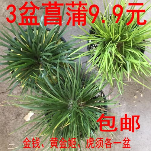 菖蒲庭院花园好看漂亮