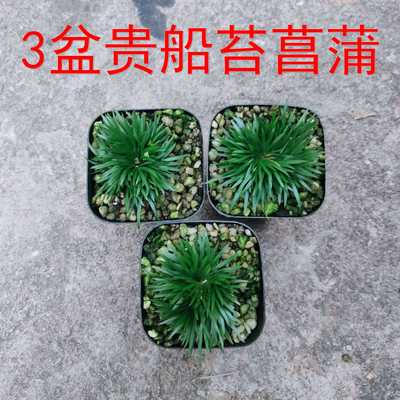 3盆贵船台菖蒲盆景绿植苔藓微景观植物山水盆景迷你微型小草