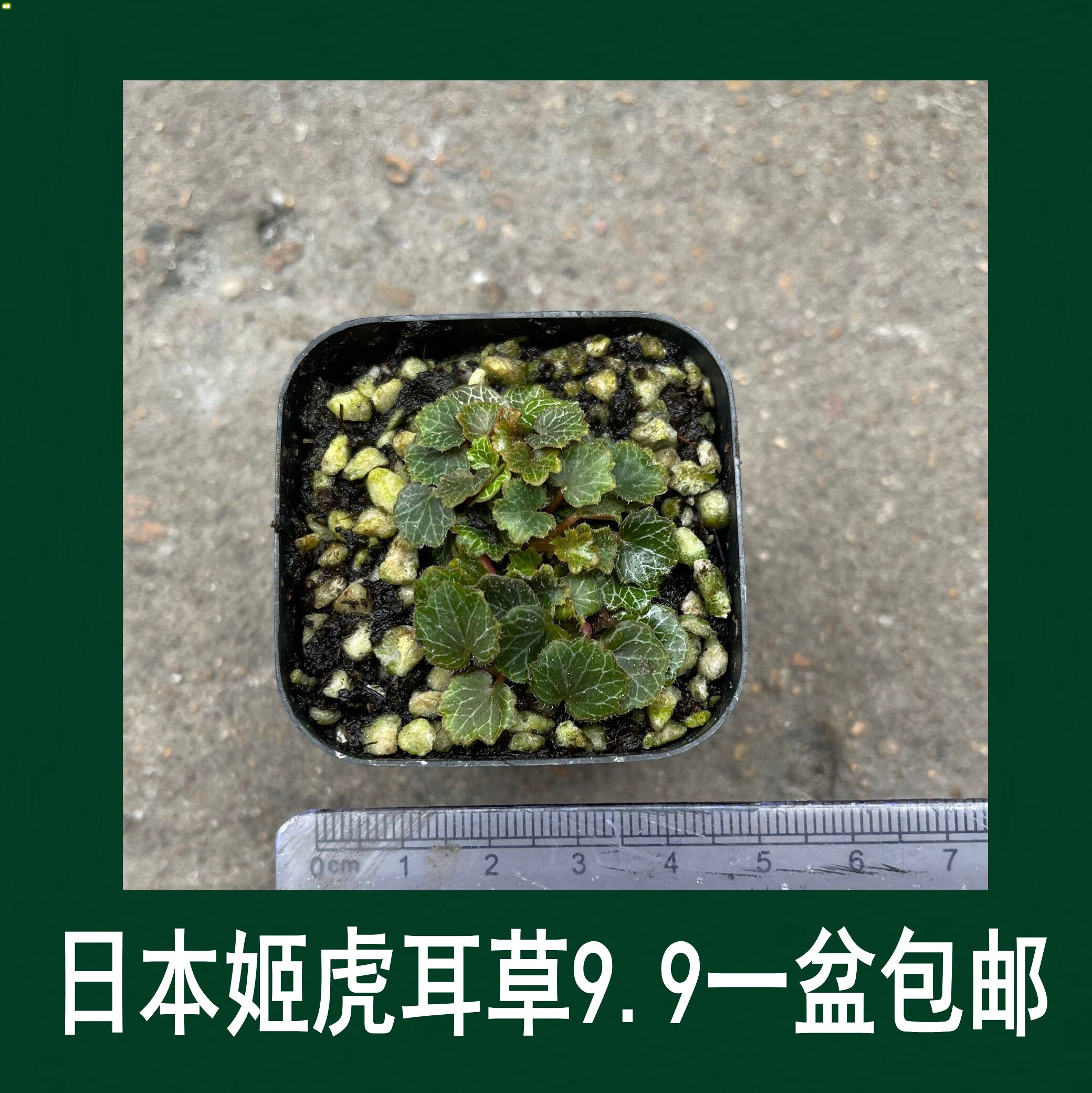 【日本姬虎耳草姬雪之下9.9元一篇包邮】山野草盆栽迷你微型盆景