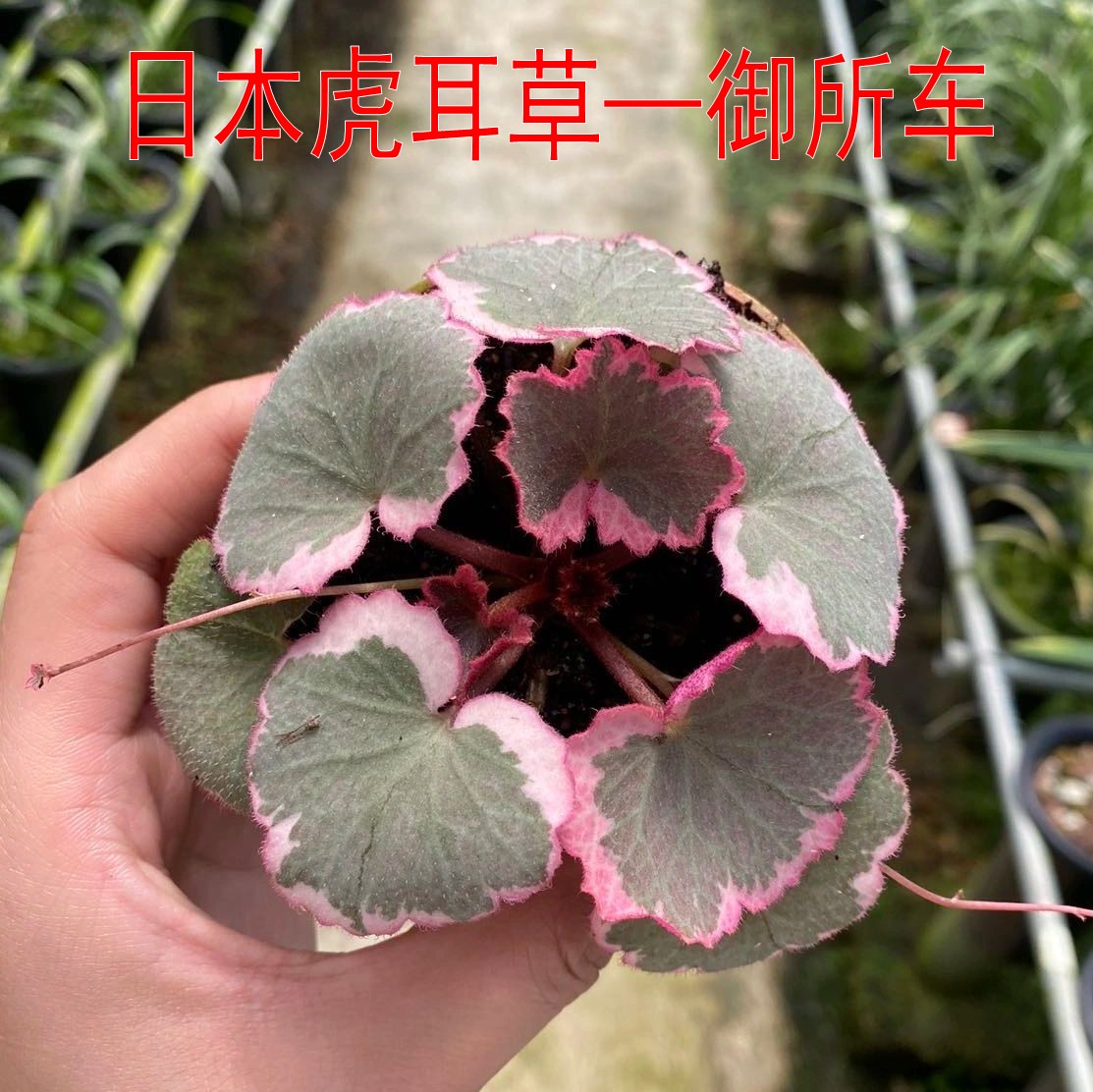 【日本虎耳草御所车】假山草水陆缸绿植微型盆景山野草盆栽包邮