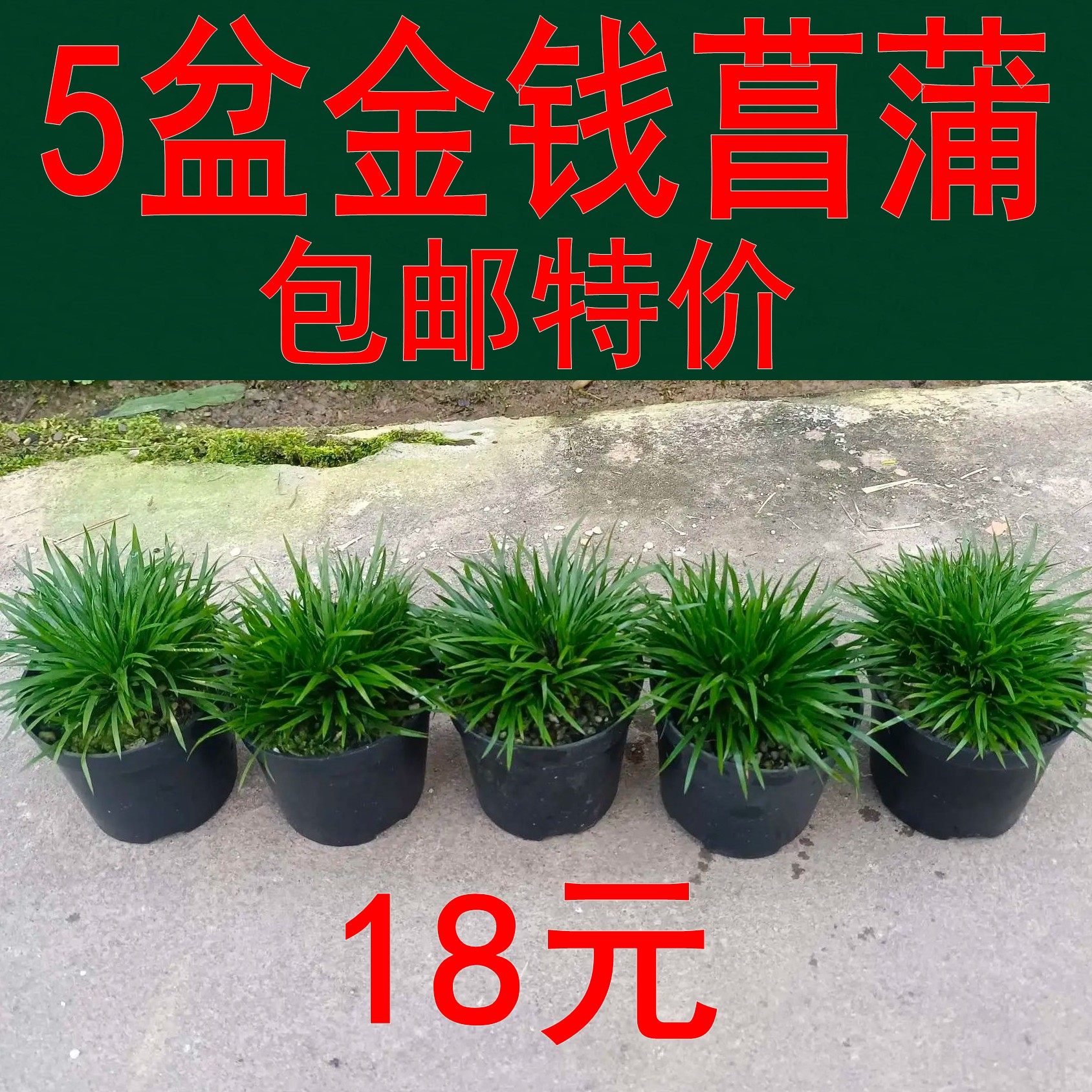 小菖蒲金钱蒲草水培植物假山草苔藓微景观配草素材雨林缸绿植