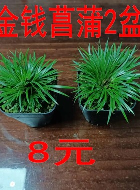 金钱菖蒲2盆8元假山草吸水石配草小草附石山野草庭院水池绿化植物