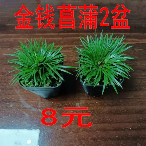 菖蒲庭院花园好看漂亮