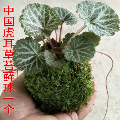 山野草庭院花园好看漂亮