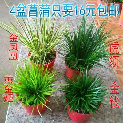 【4盆菖蒲16包邮】山野草盆栽蒲草盆景迷你假山微景观水陆缸造景