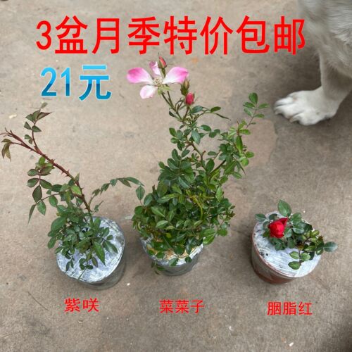 超微月季庭院花园好看