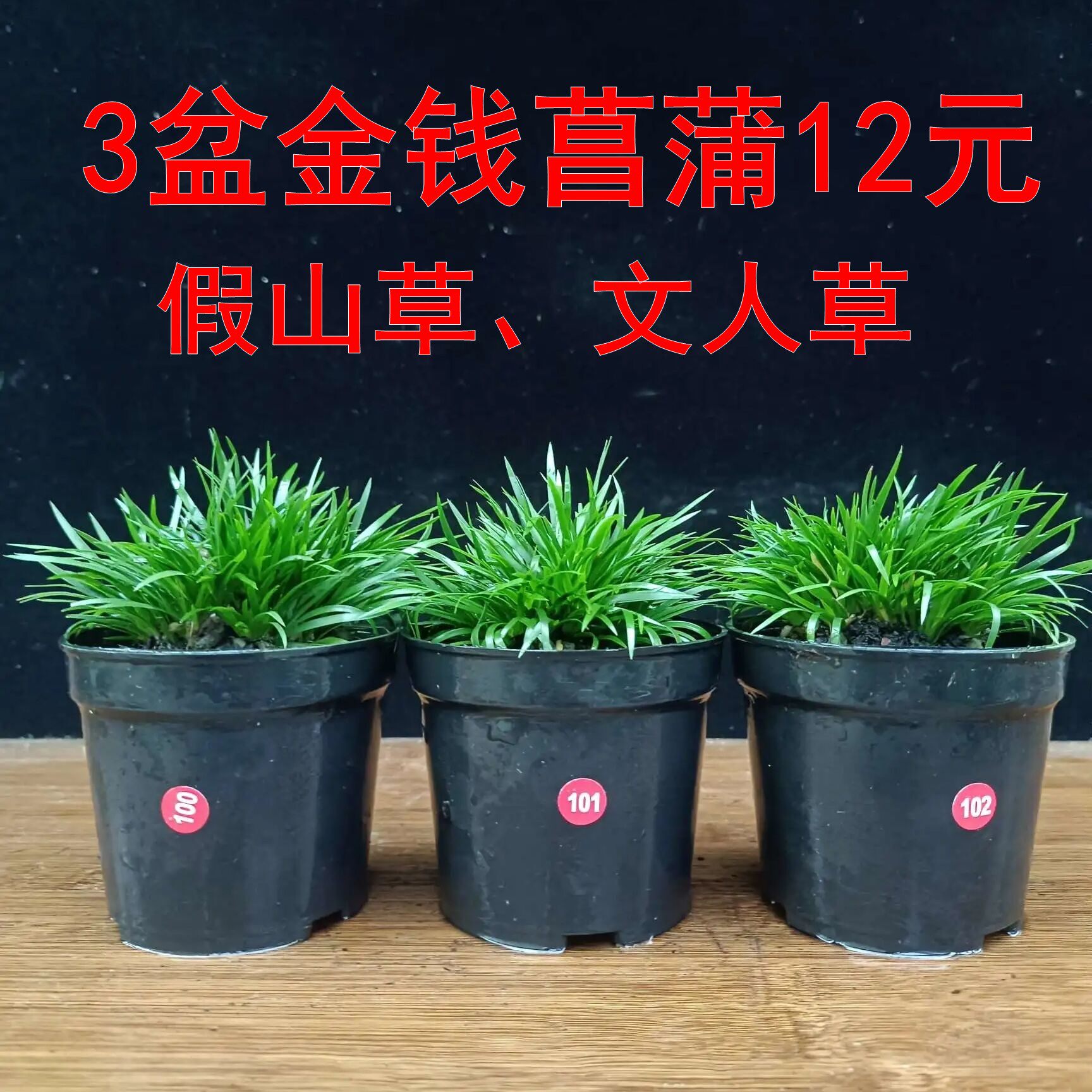 【3盆金钱菖蒲】假山草吸水石配草禅意茶室绿植盆景文人蒲草茶室
