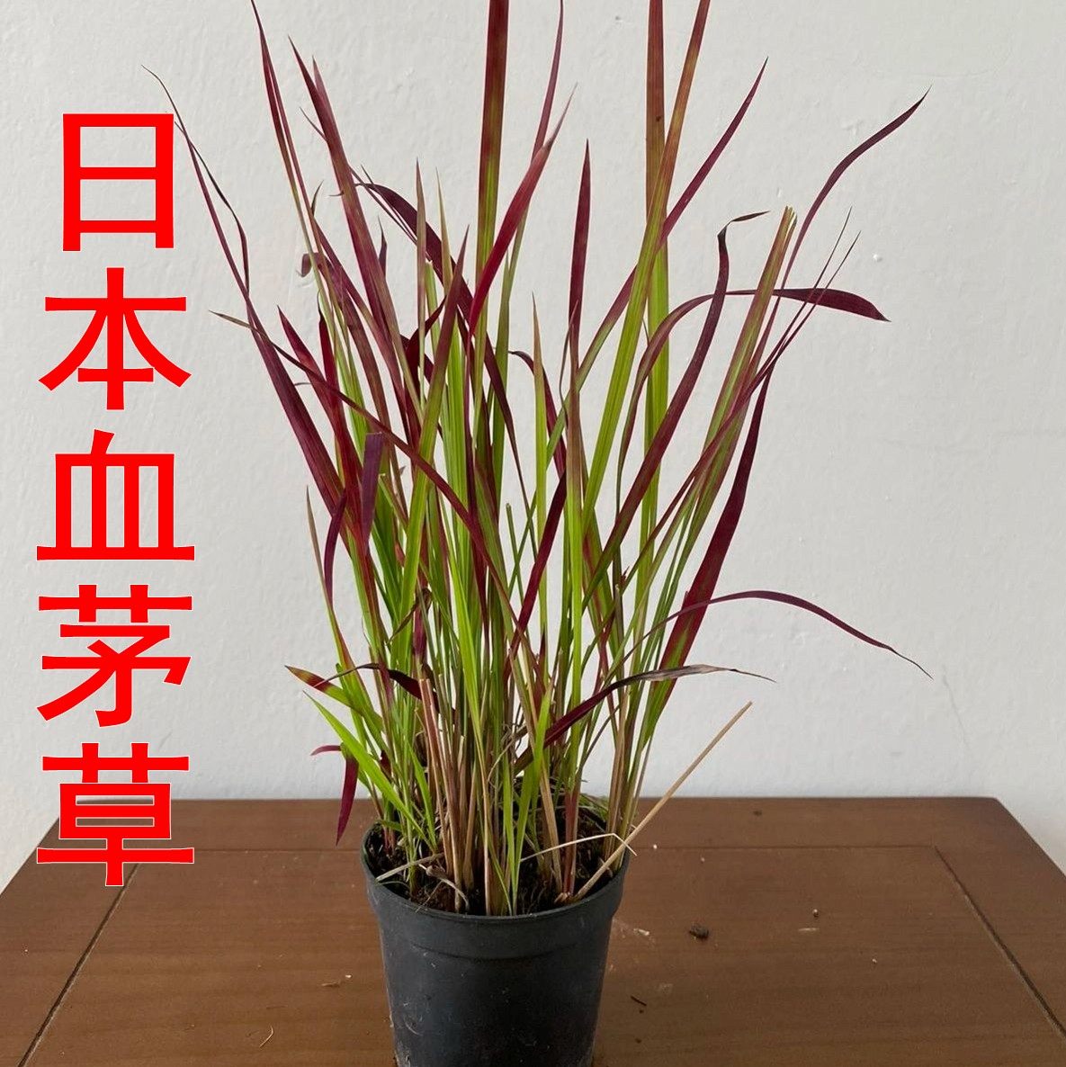 日本血茅草红色山野草禅意茶室盆景假山草水陆缸素材冬天宿根过冬