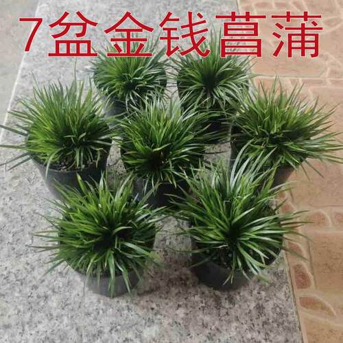 金线菖蒲盆景植物室内桌面绿植