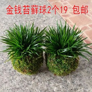 特价 19元 包邮 金钱菖蒲苔藓球2个 日本苔玉盆栽盆景禅意茶室绿植