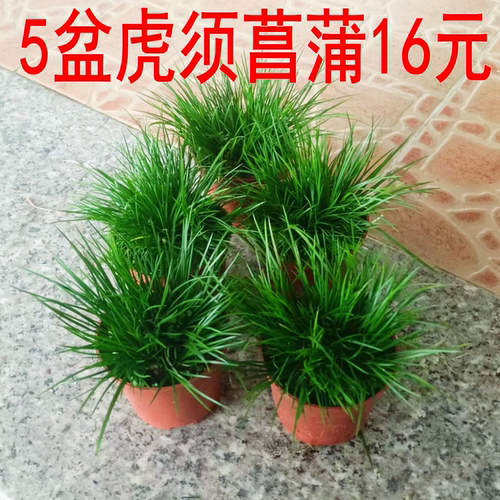 菖蒲庭院花园好看漂亮