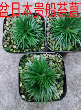 3盆贵船苔菖蒲盆景山野草盆栽微型蒲草假山草吸水石小草苔藓微景