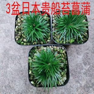 3盆贵船苔菖蒲盆景山野草盆栽微型蒲草假山草吸水石小草苔藓微景