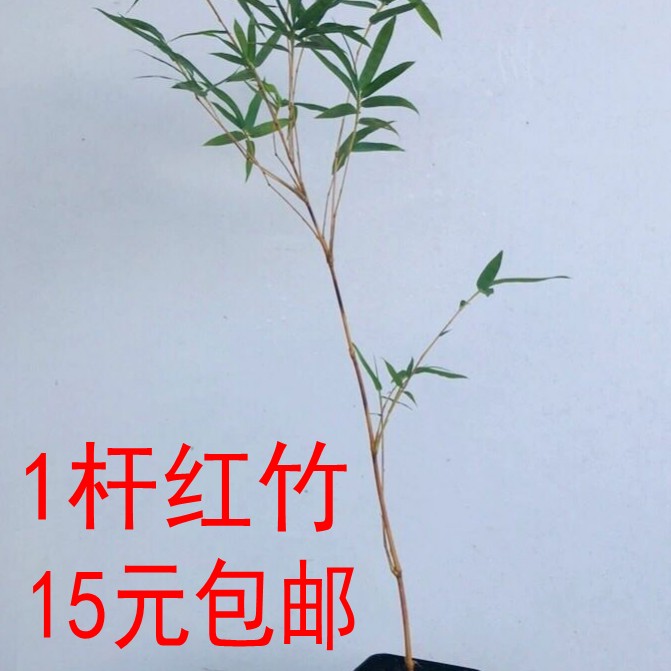 【1杆红竹15元包邮】，茶室竹子盆景山野草盆栽室内绿植雅室花卉