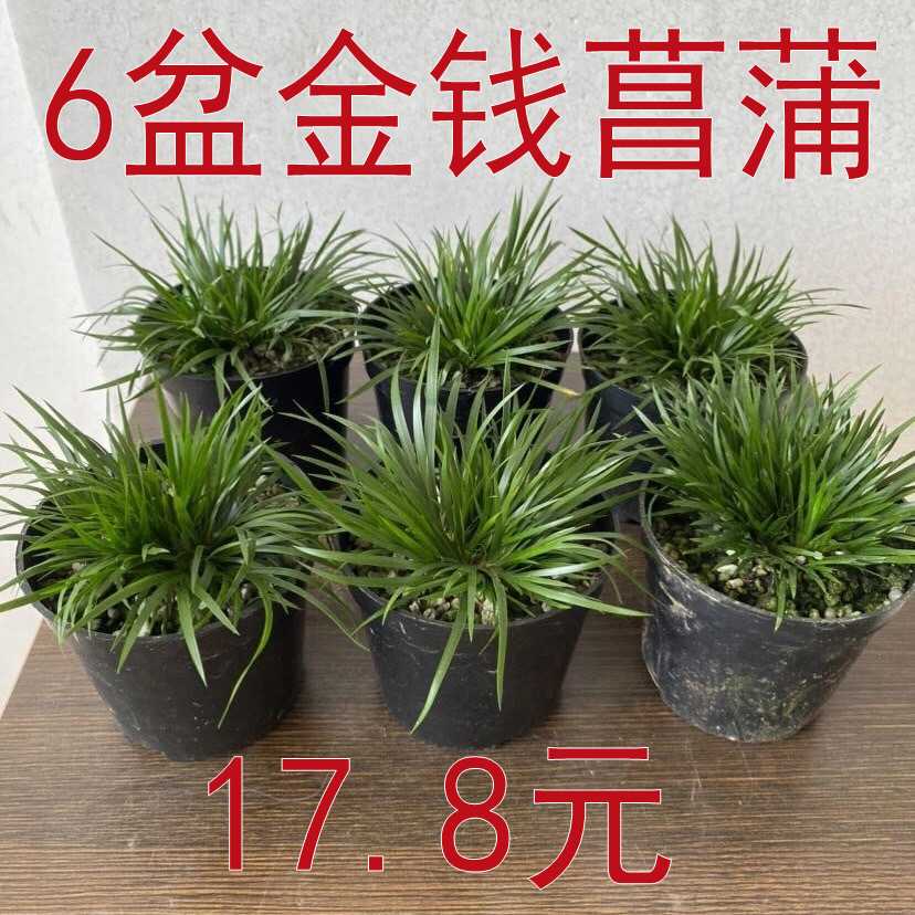 6盆金钱菖蒲盆景山野草盆栽