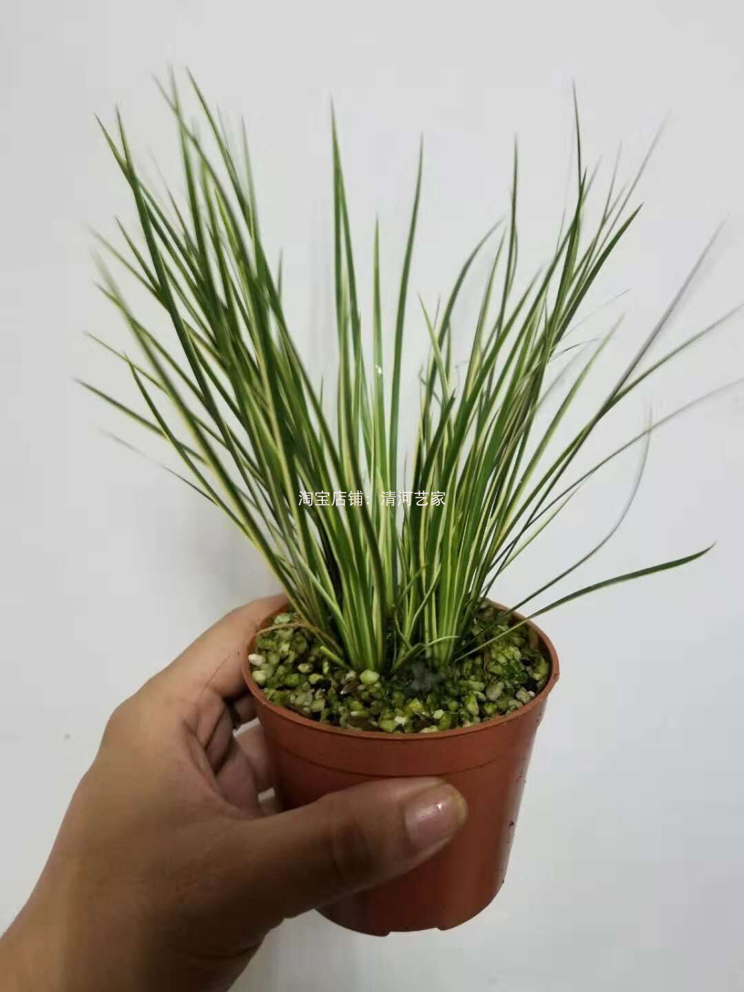 42-日本有栖川菖蒲【满百包邮】微盆景素材日本山野草盆栽菖蒲