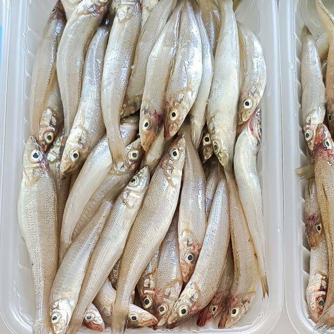 大连当地沙丁鱼新鲜冷冻沙尖鱼沙钻鱼海鲜水产海捕捞大小混装3斤