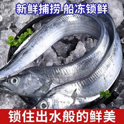 大连渤海湾刀鱼带鱼新鲜冷冻海捕旅顺大号整条小眼冷水刀鱼无冰衣