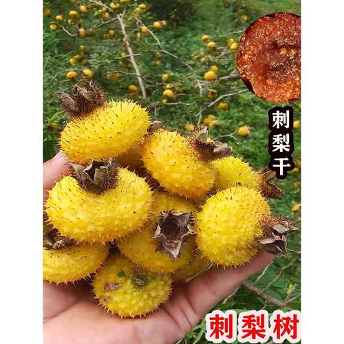 刺梨苗贵州金刺梨水果树苗南方北方种植庭院盆栽地栽耐寒刺梨树苗