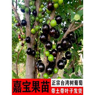 沙巴嘉宝果树果苗四季树葡萄苗大树正宗盆栽地栽南方种植带土带叶