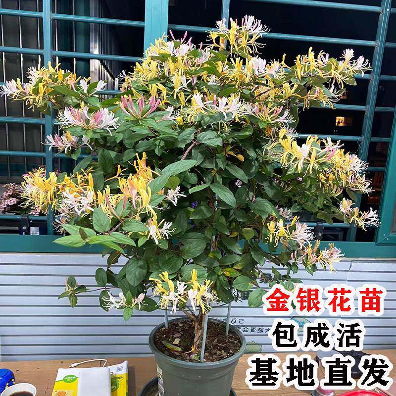 可以食用金银花树苗盆栽地栽爬藤