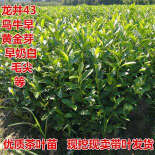 茶叶苗黄金芽茶苗绿茶苗龙井苗安吉白茶树苗碧螺春苗绿茶树苗
