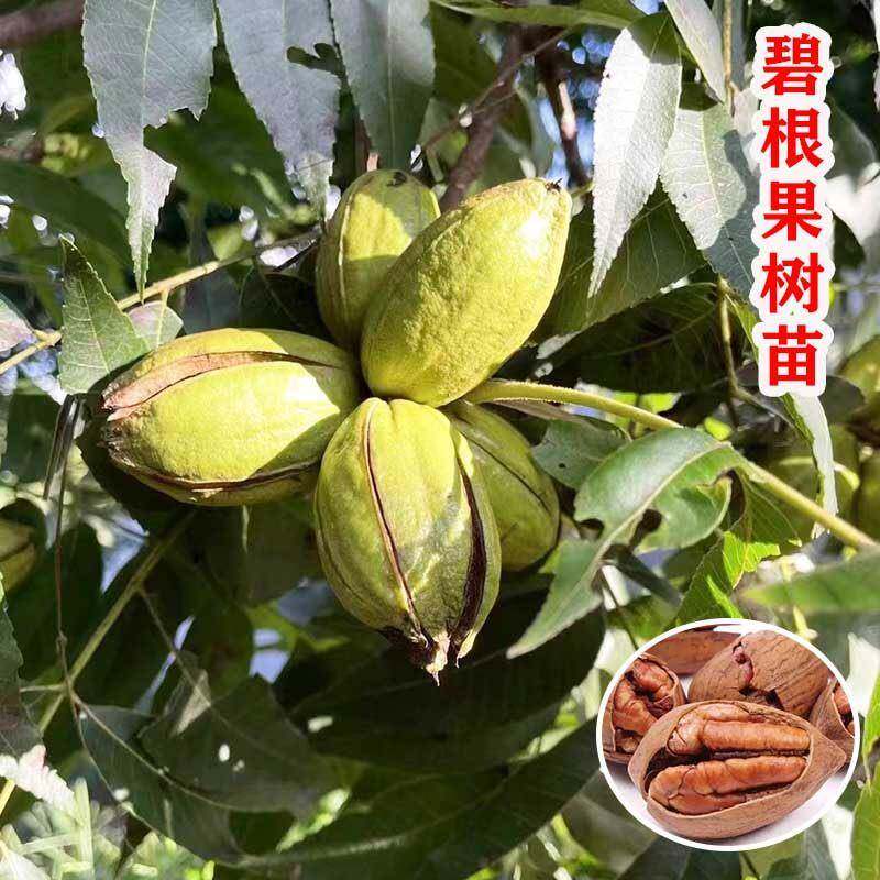 碧根果树果苗嫁接美国山核桃碧根果树苗南方北方种植庭院地栽树苗