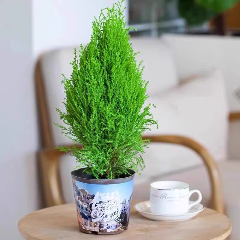 香冠柏小香松盆栽植物圣诞树棒棒糖盆栽室内植物四季圣诞绿植礼品图片