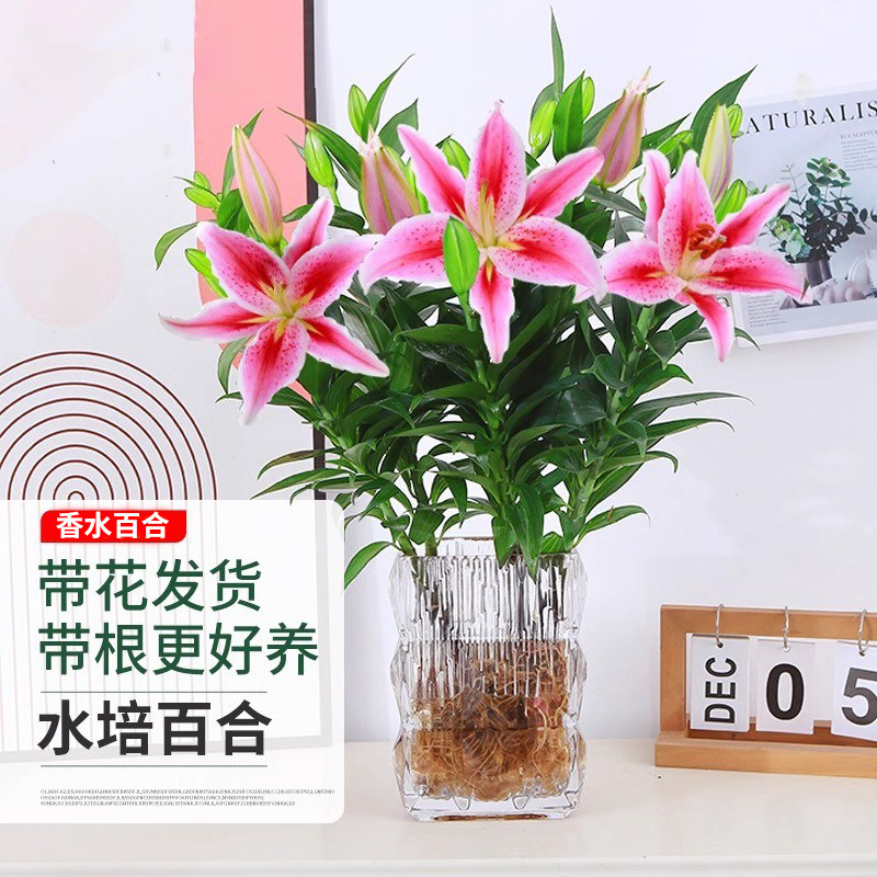 水培植物香水百合花盆栽带花苞室内客厅花卉水养插花花束年宵花