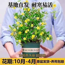 法国香水藤盆栽茉莉花带花盆发货四季常青花攀援植物冬季耐寒