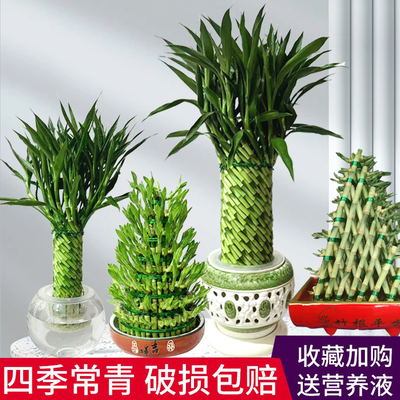 节节高富贵竹水培植物办公室绿植步步高转开运竹文昌塔型桌面好养