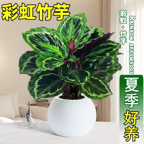 彩虹竹芋盆栽水培孔雀竹芋彩叶绿植物花卉室内夏季天好养活